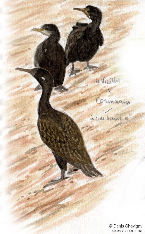 Little Cormorant, habitat