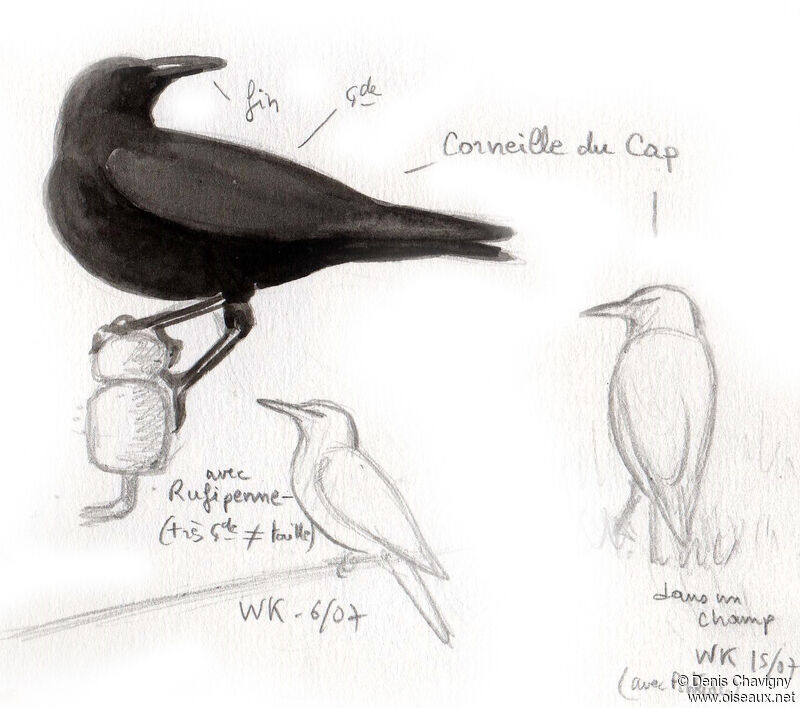 Corneille du Cap, identification