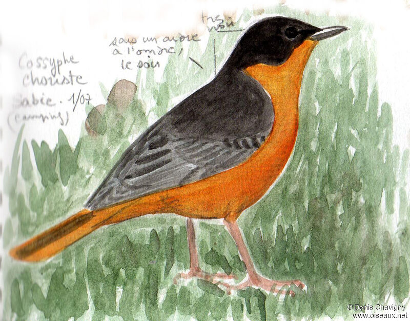 Chorister Robin-Chat, identification