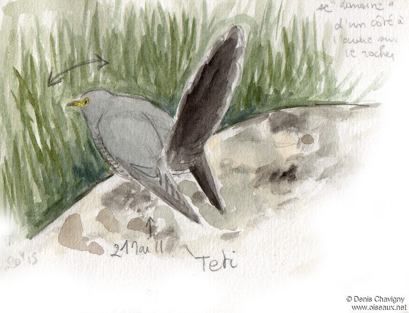 Coucou gris mâle adulte, identification, chant