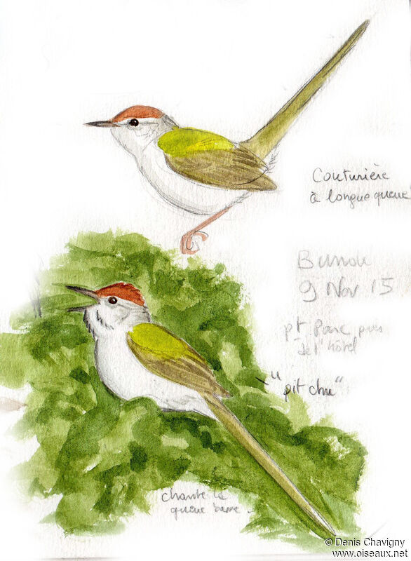 Common Tailorbird male adult, identification, song