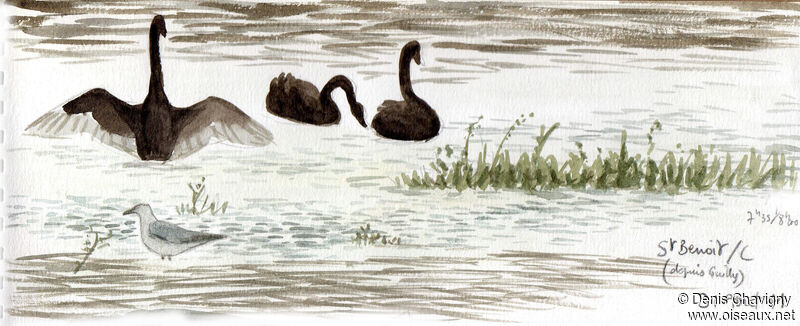 Black Swan, habitat