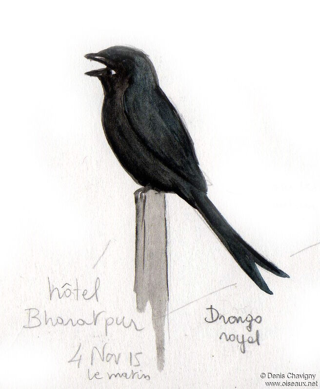 Black Drongoadult, identification, song
