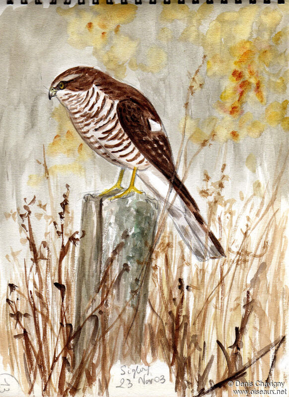Eurasian SparrowhawkFirst year, habitat