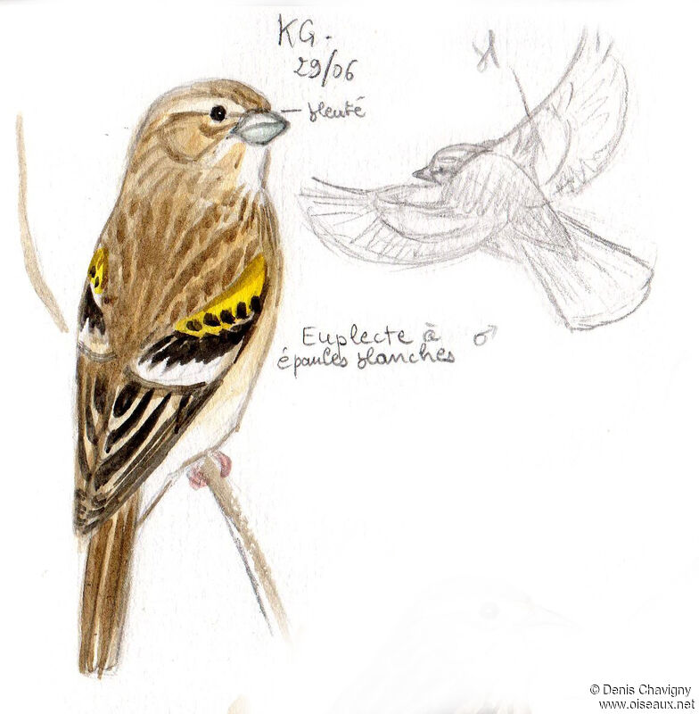 White-winged Widowbird male adult post breeding, identification