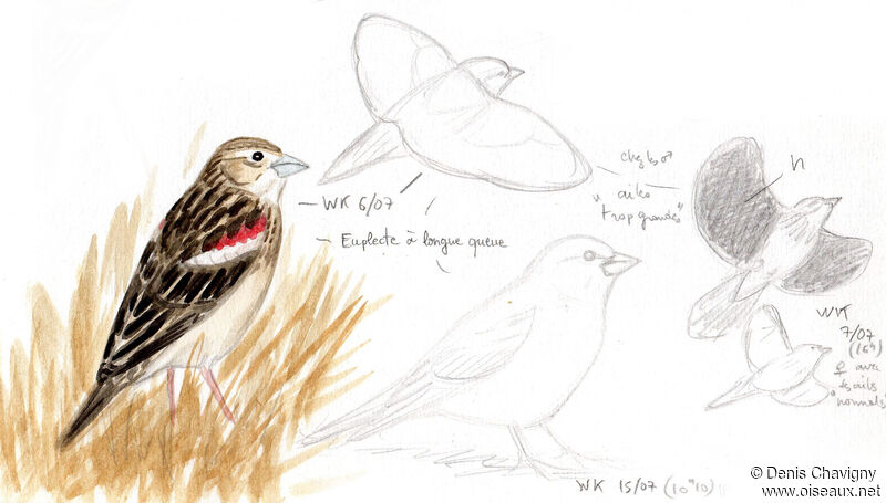 Long-tailed Widowbird male adult post breeding, identification