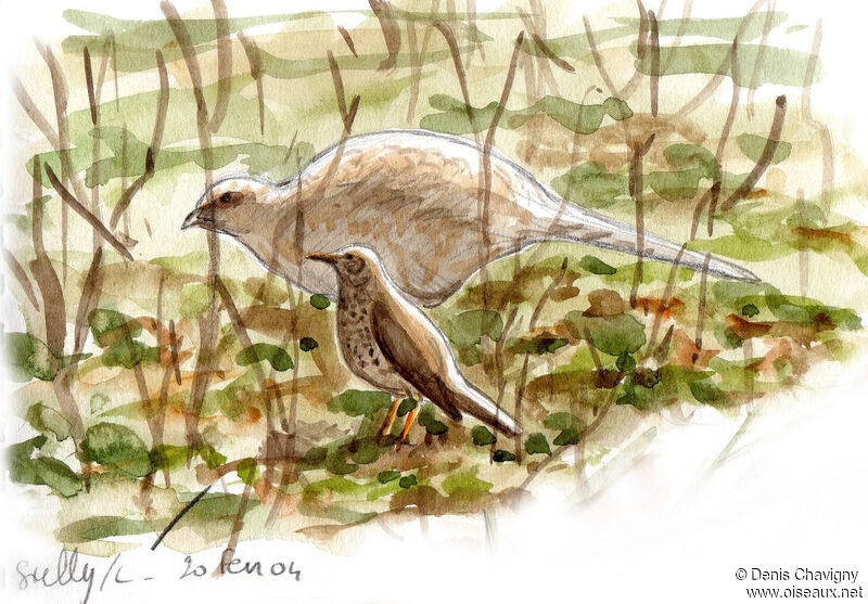 Common Pheasant female, identification
