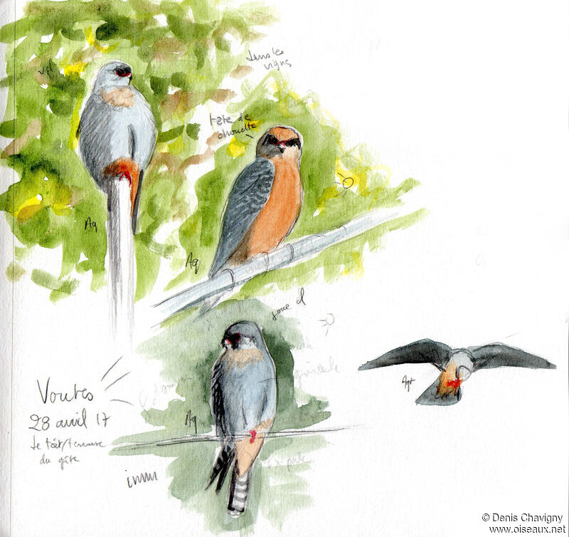 Red-footed Falcon, habitat