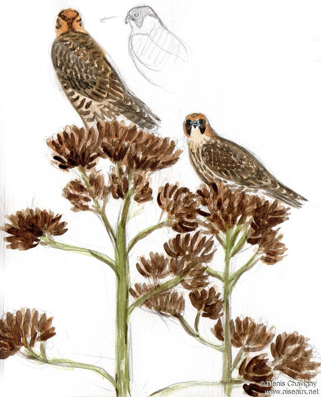 Peregrine Falconjuvenile, habitat