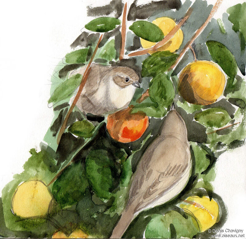 Garden Warbler, habitat, eats