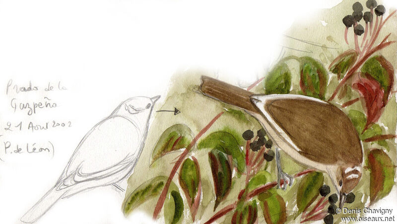 Garden Warbler, pigmentation