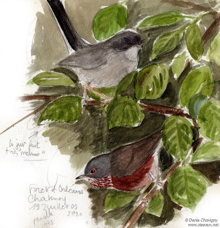 Dartford Warbler, habitat