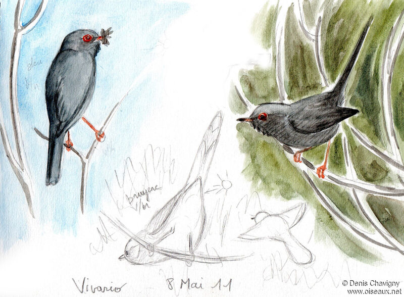 Marmora's Warbleradult, identification, Reproduction-nesting