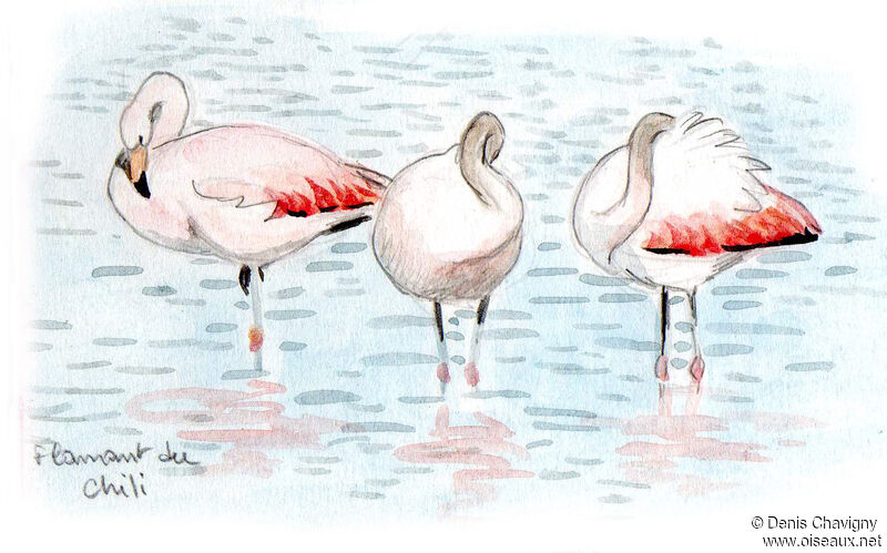 Chilean Flamingo, habitat, care