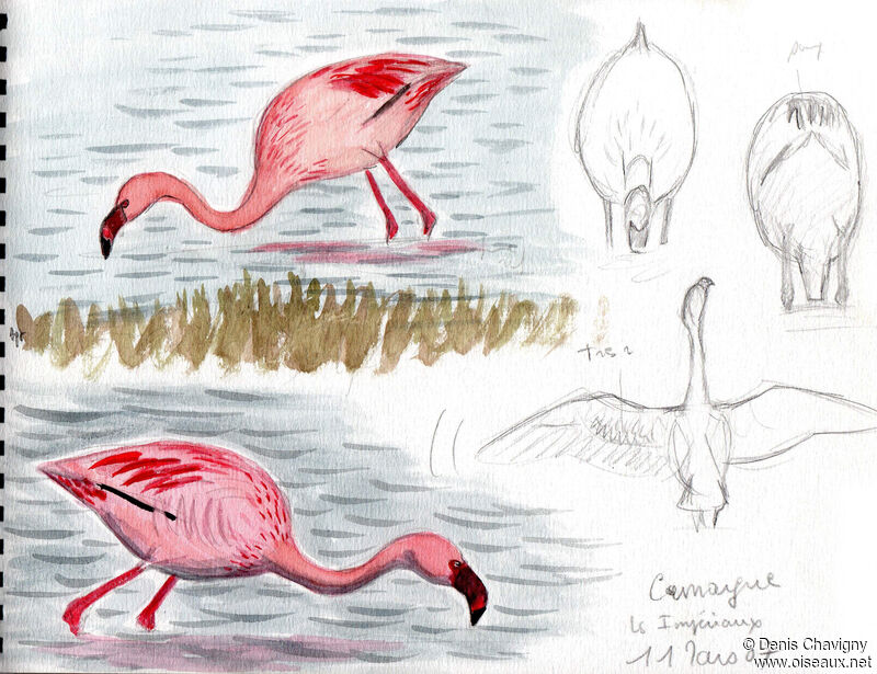 Lesser Flamingoadult breeding, identification