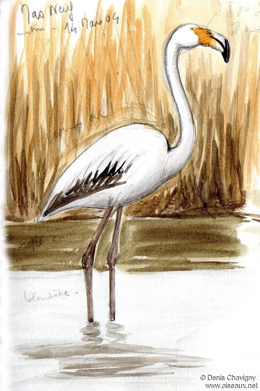 Greater Flamingoimmature, identification