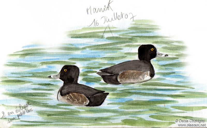 Ring-necked Duckadult transition, moulting