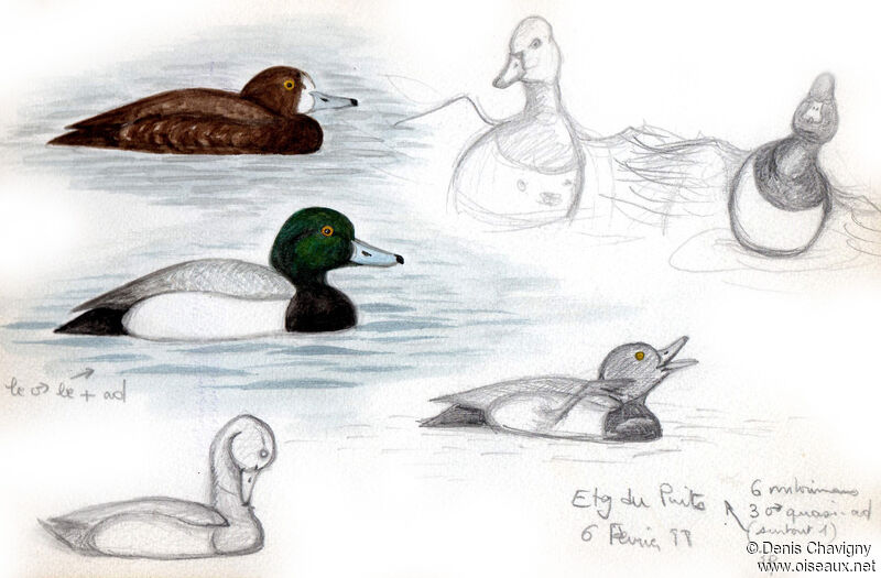 Greater Scaup, habitat, moulting, care