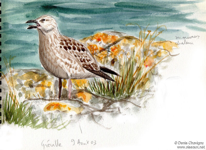 European Herring Gulljuvenile, habitat