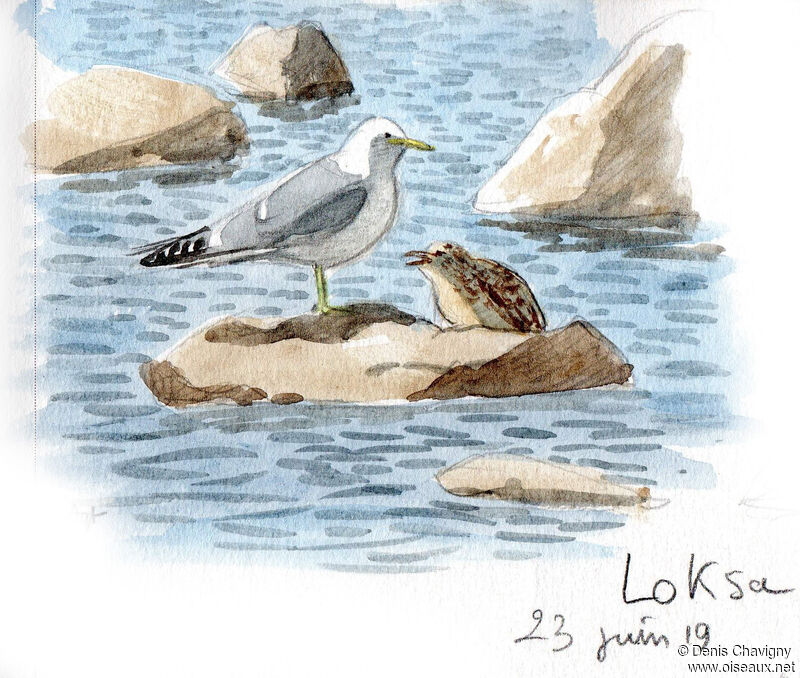 Common Gull, habitat, Reproduction-nesting