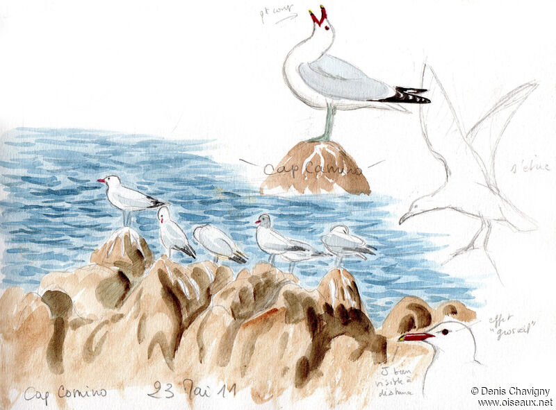 Audouin's Gull, habitat