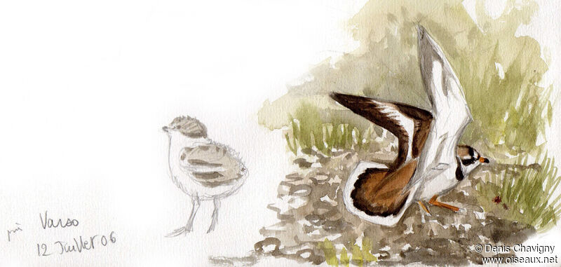 Common Ringed Plover, habitat, Reproduction-nesting