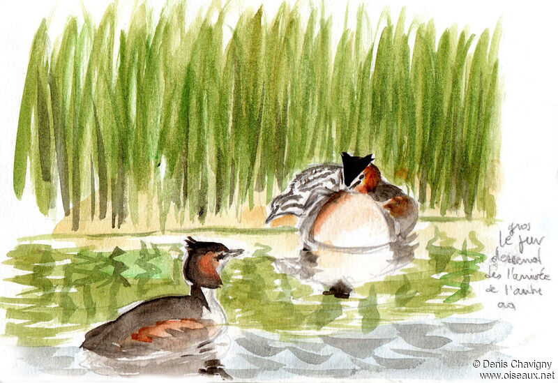Great Crested Grebe, Reproduction-nesting