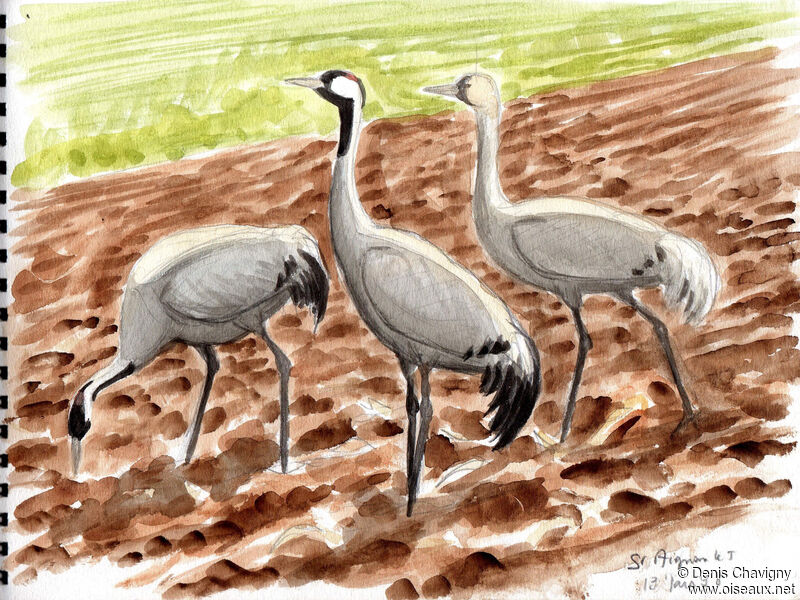 Common Crane, habitat, eats