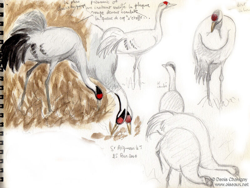 Common Crane, habitat, eats