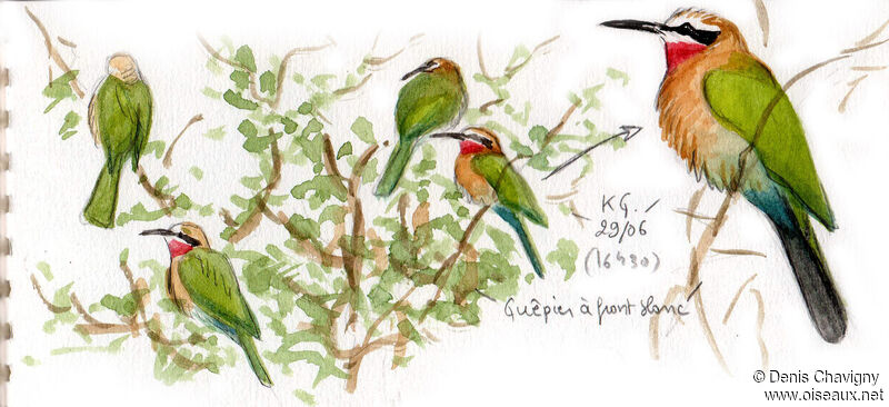 White-fronted Bee-eater, habitat