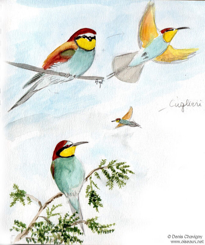 European Bee-eater, habitat