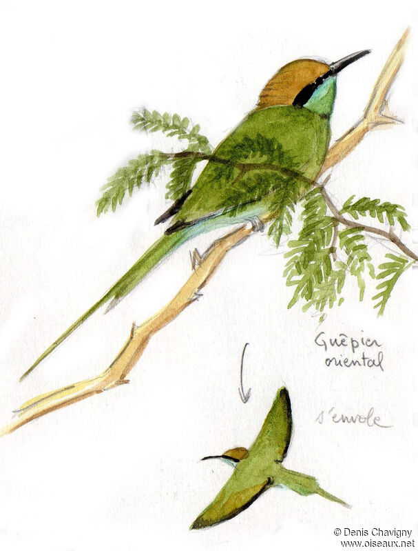 Green Bee-eateradult, identification