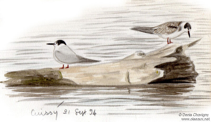 Black Tern, habitat