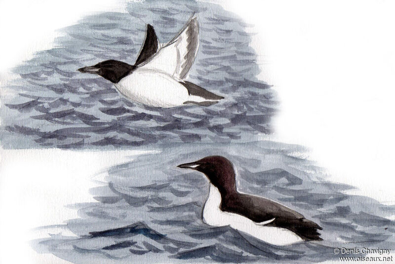 Thick-billed Murreadult breeding, Flight, swimming