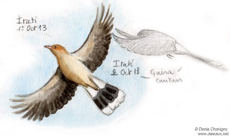 Guira Cuckoo, Flight