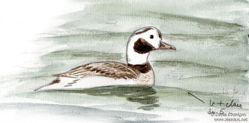 Long-tailed Duck male immature, identification, swimming