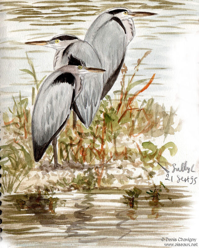 Grey Heron, habitat