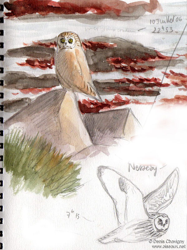 Short-eared Owl, habitat