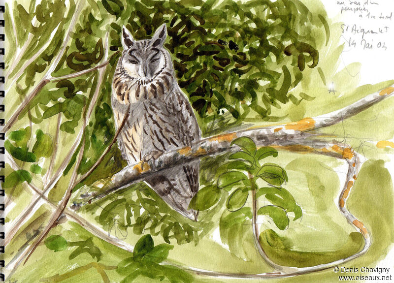 Long-eared Owladult, habitat