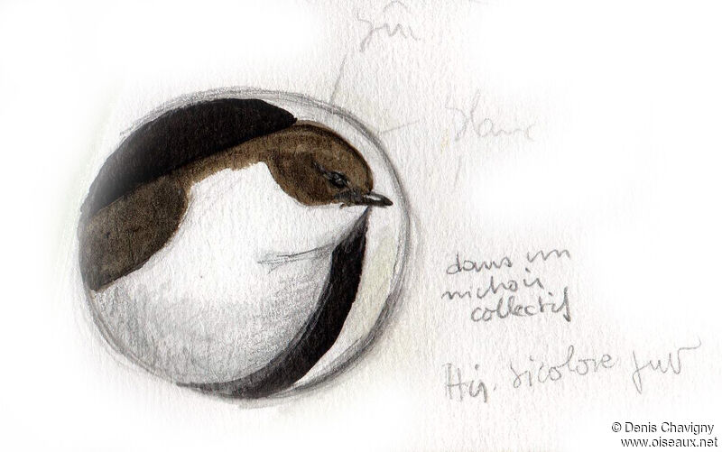 Tree Swallowjuvenile, habitat, Reproduction-nesting