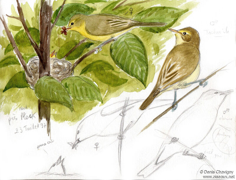 Icterine Warbler, habitat, Reproduction-nesting