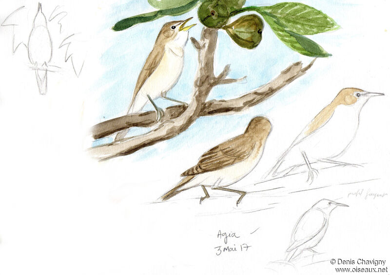 Eastern Olivaceous Warbler male adult, habitat, song