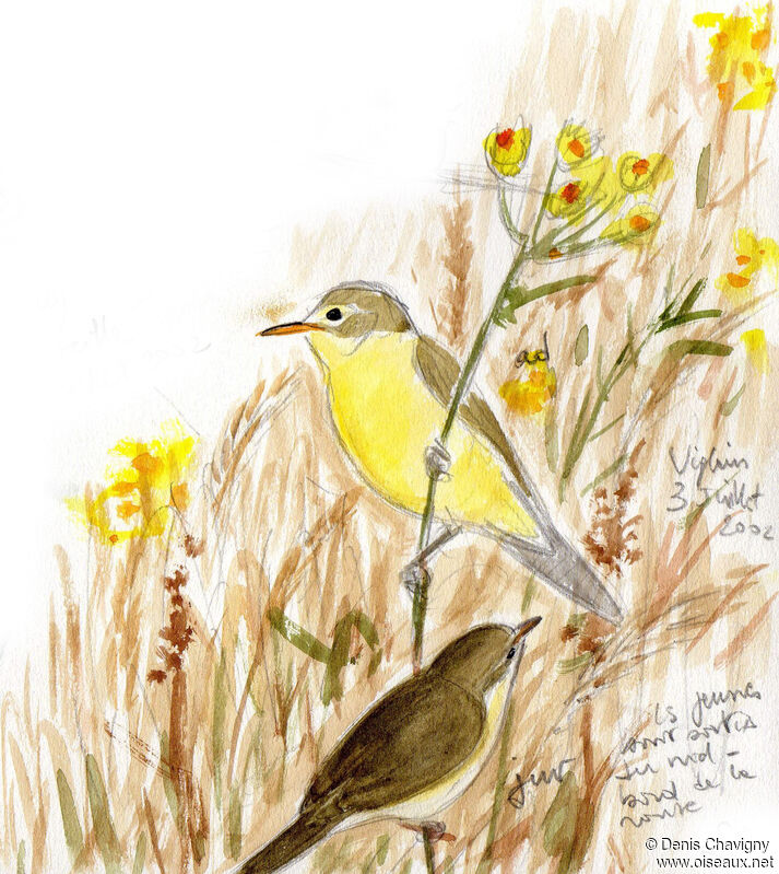 Melodious Warbler, habitat, Reproduction-nesting