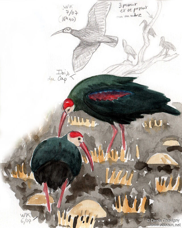 Ibis du Cap, habitat, mange