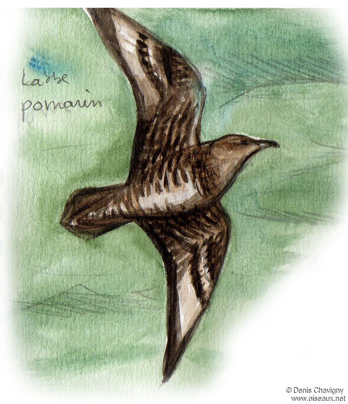 Pomarine Jaegerjuvenile, Flight
