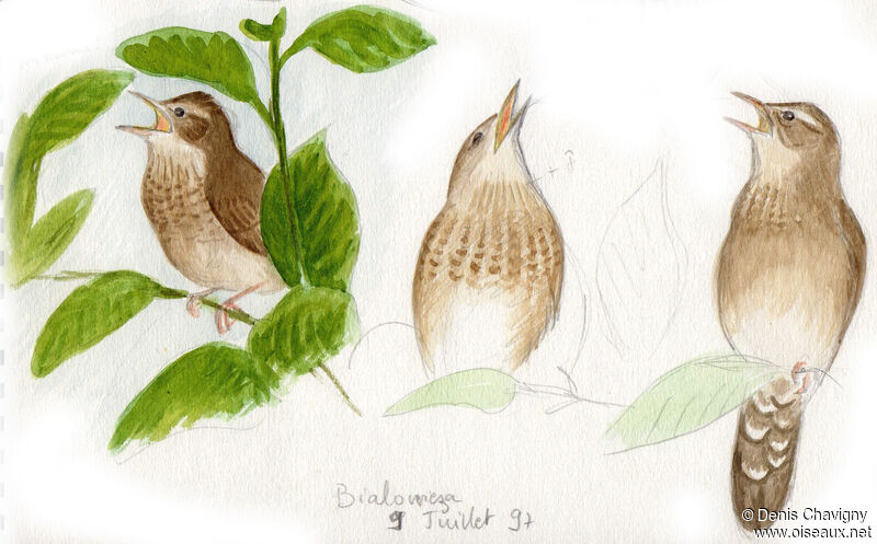 River Warbler male adult breeding, song