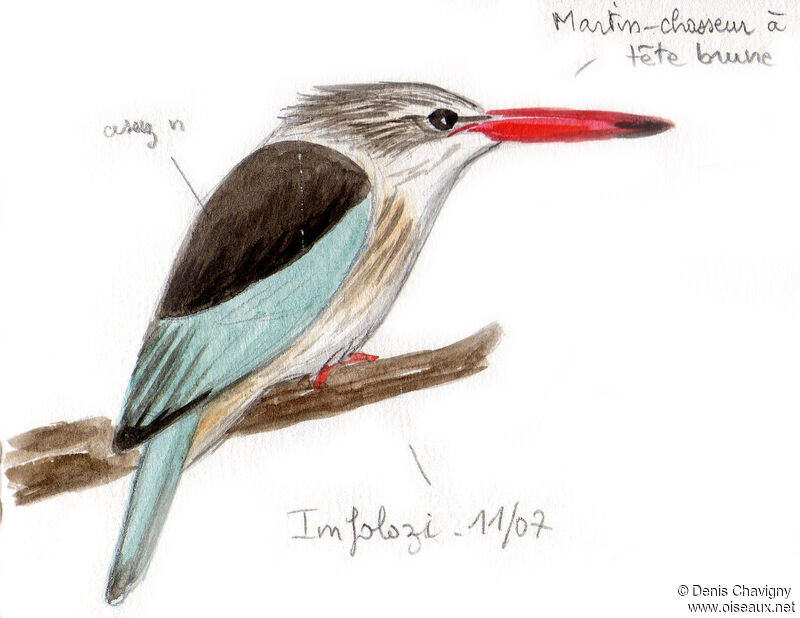 Brown-hooded Kingfisher, identification