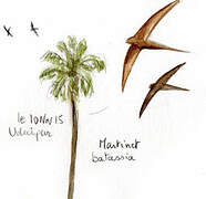 Asian Palm Swift