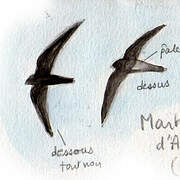 Ashy-tailed Swift