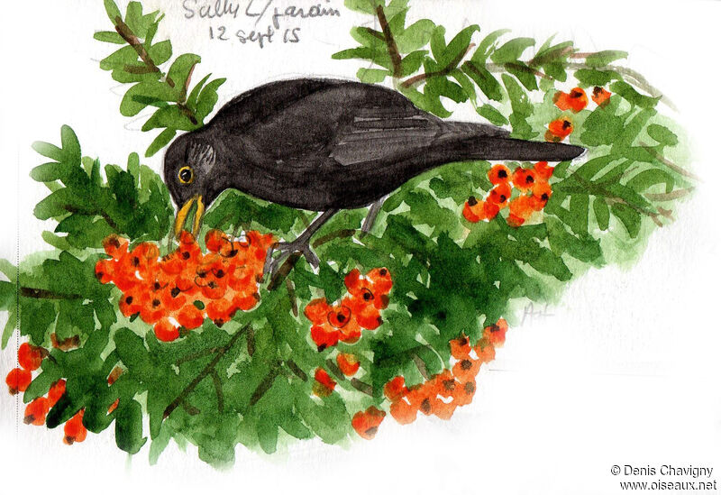Common Blackbird male adult post breeding, moulting, eats